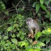 monkey_squirrel_common_la_h_0625_ecu2573.jpg